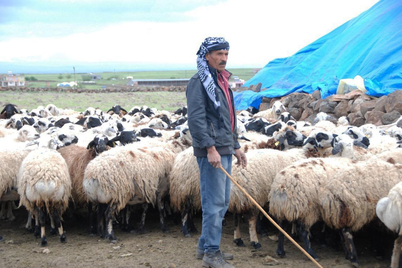 Kobanili aile çobanlık yaparak geçiniyor